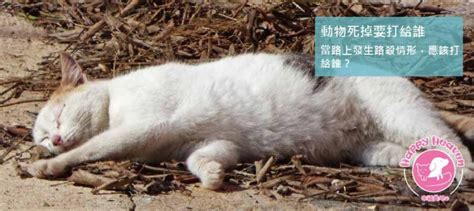 動物死了如何處理|動物死掉要打給誰？遇到寵物、浪浪屍體，一通電話讓。